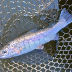 スタートダッシュは決めたが…大安トラウトレイク